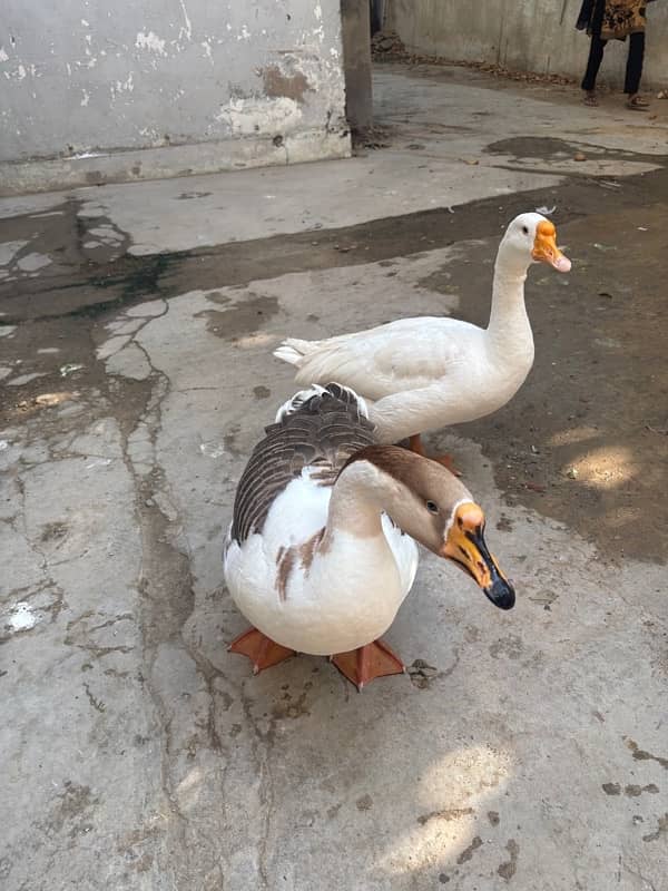 Big neck duck pair 0