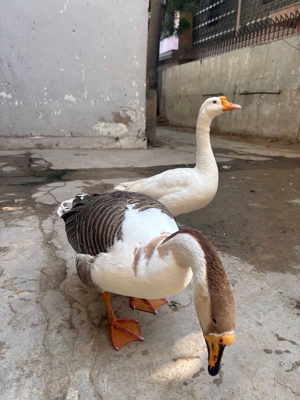 Big neck duck pair 1