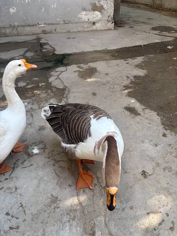 Big neck duck pair 2