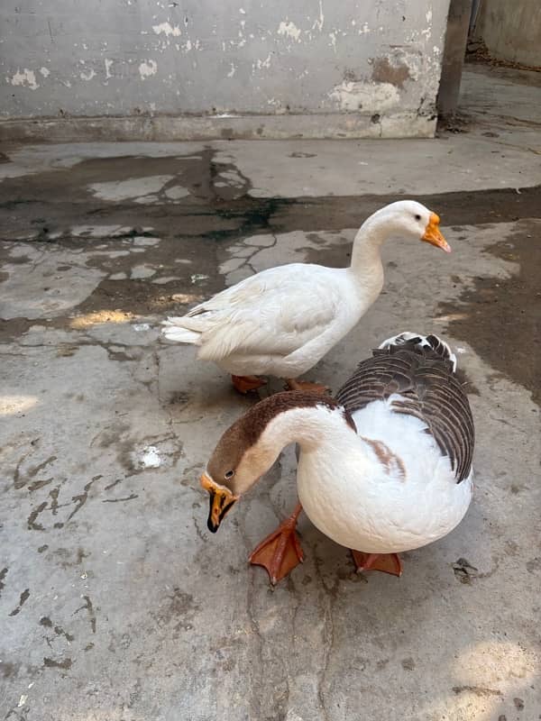 Big neck duck pair 3