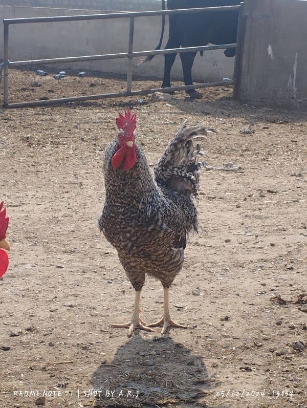 Plymouth Rock Hens American Breed 3 Male's Breeder Hens 0