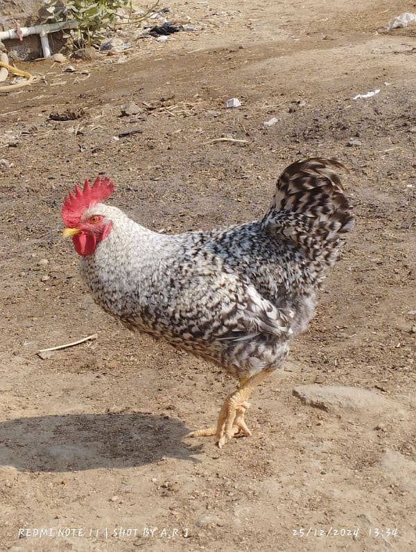 Plymouth Rock Hens American Breed 3 Male's Breeder Hens 1