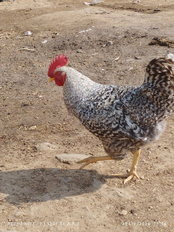 Plymouth Rock Hens American Breed 3 Male's Breeder Hens 2