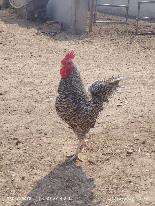 Plymouth Rock Hens American Breed 3 Male's Breeder Hens 4