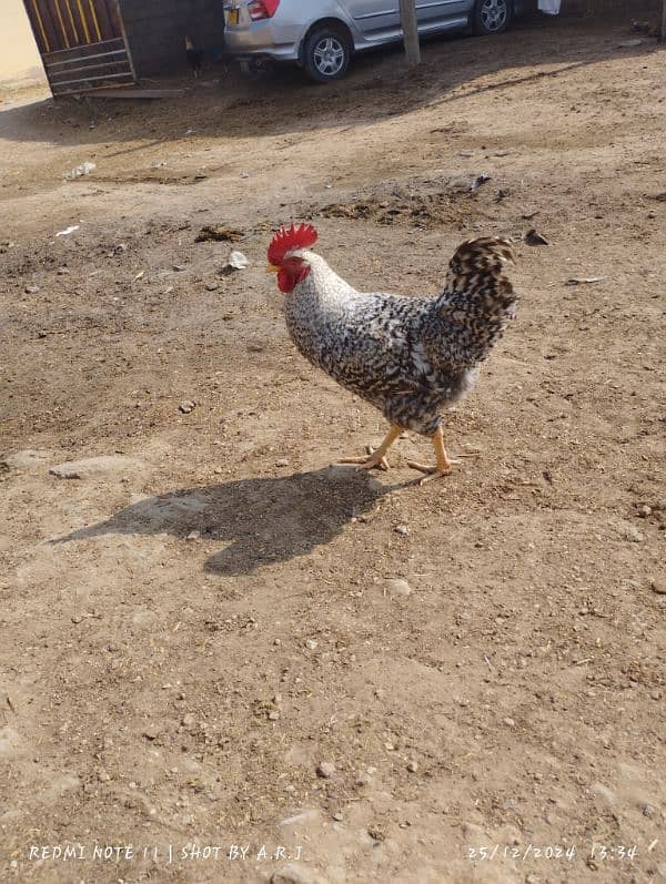 Plymouth Rock Hens American Breed 3 Male's Breeder Hens 6