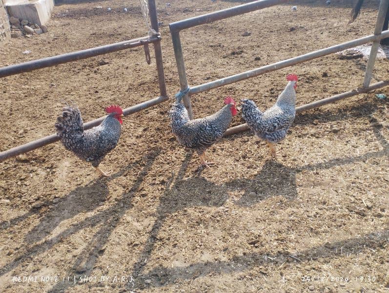 Plymouth Rock Hens American Breed 3 Male's Breeder Hens 7