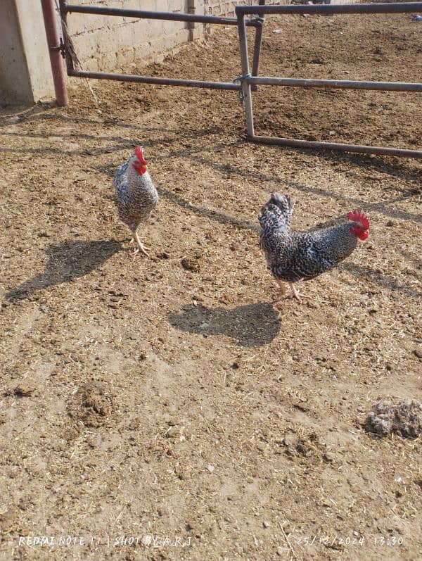 Plymouth Rock Hens American Breed 3 Male's Breeder Hens 10