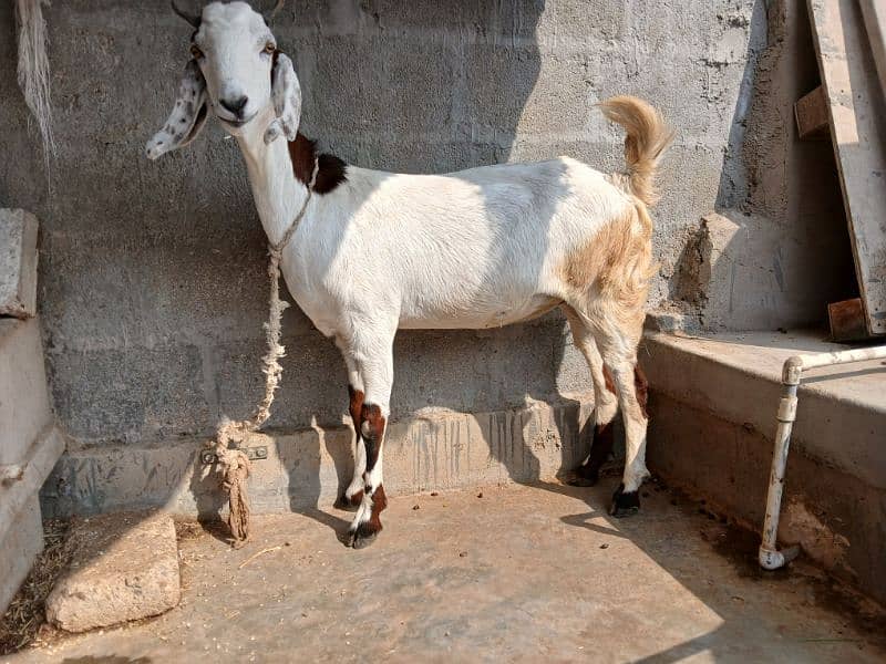 Bakri available for sale 0