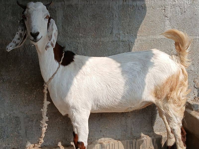 Bakri available for sale 1