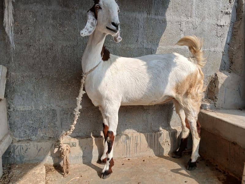 Bakri available for sale 2