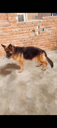 German Shepherd female