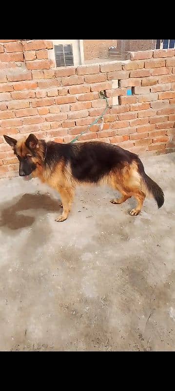 German Shepherd female 0