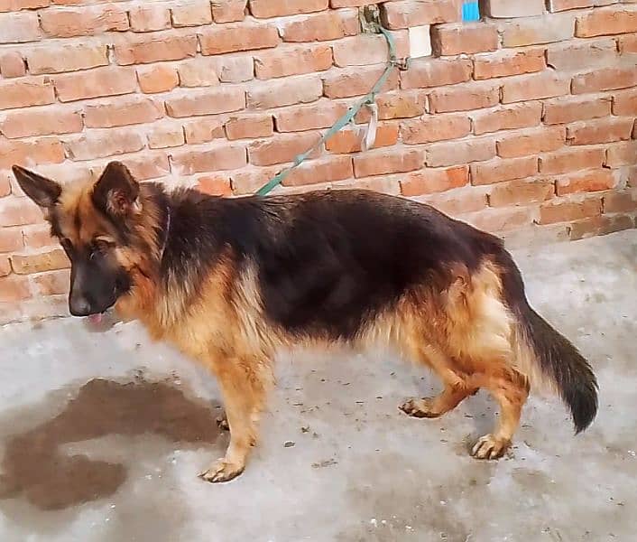 German Shepherd female 1