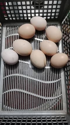 desi hen eggs