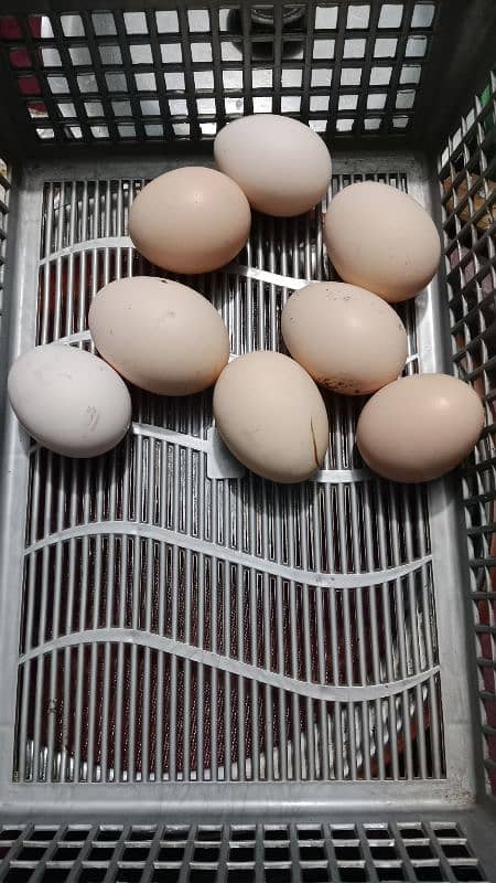 desi hen eggs 0