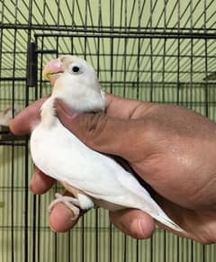 love bird breader pair for sale contact no . 0311 5480781