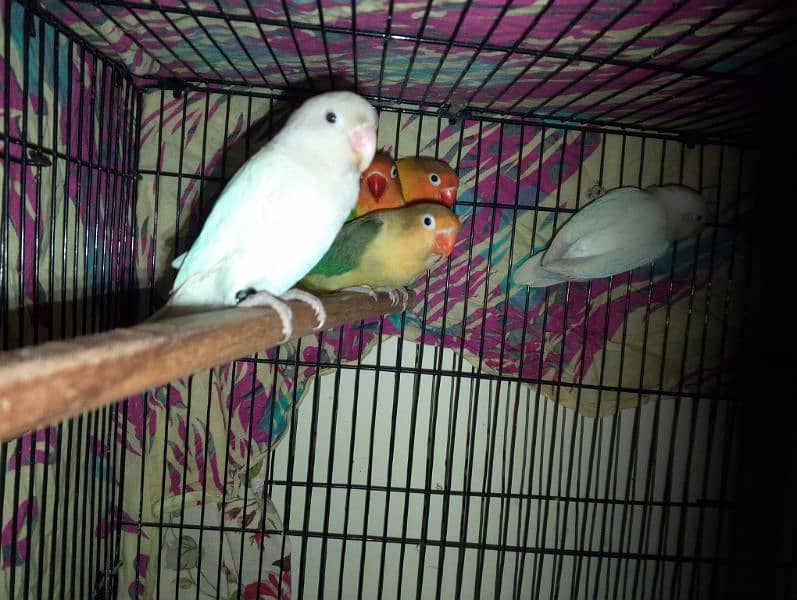 love bird breader pair for sale contact no . 0311 5480781 1