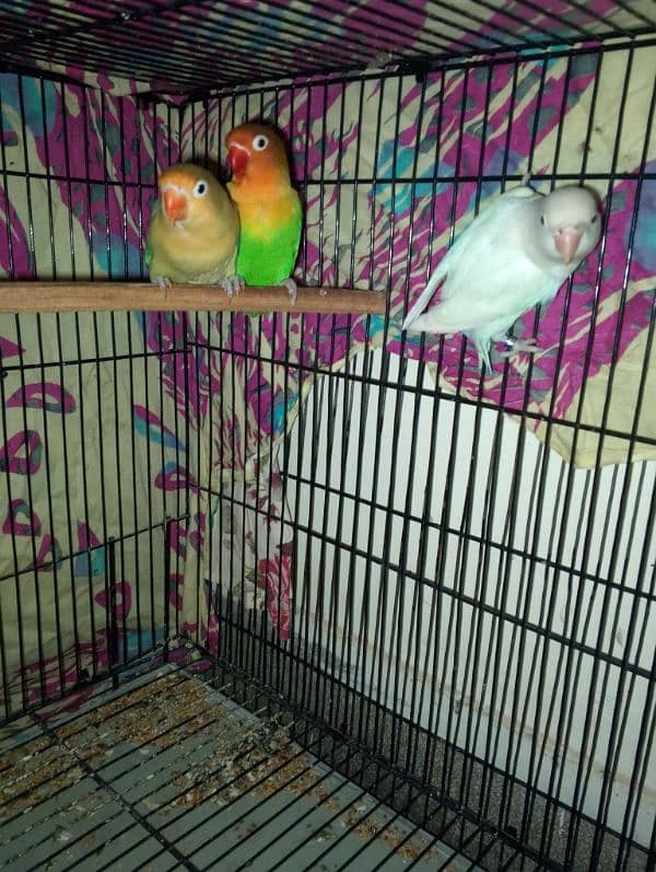 love bird breader pair for sale contact no . 0311 5480781 2