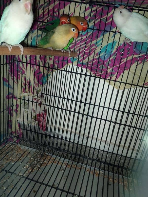 love bird breader pair for sale contact no . 0311 5480781 4