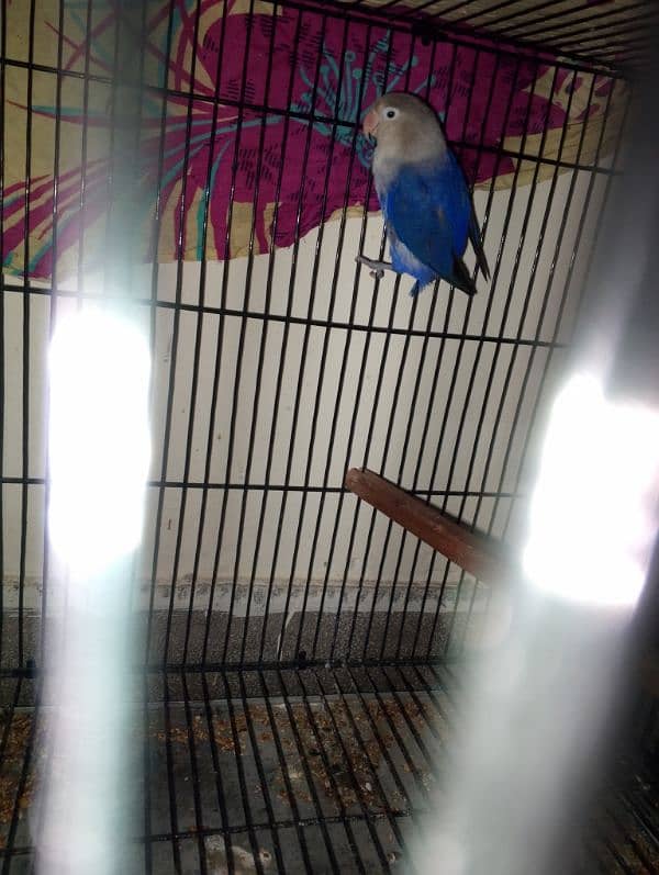 love bird breader pair for sale contact no . 0311 5480781 5