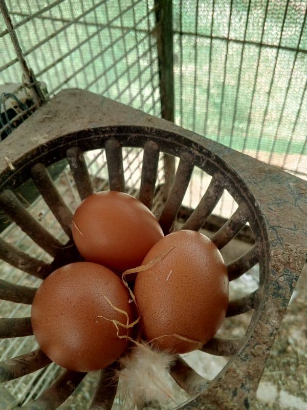 Lohman Egg Laying hens 4