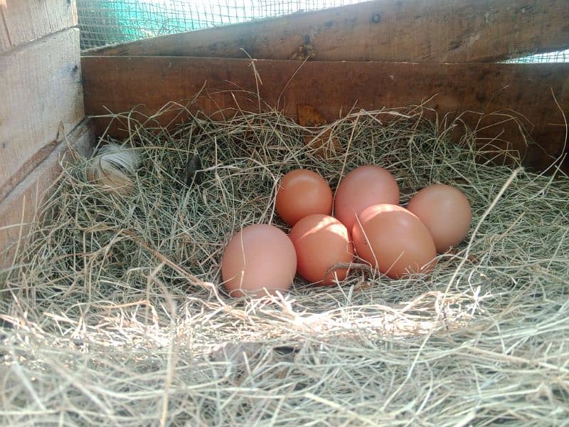 Lohman Egg Laying hens 9