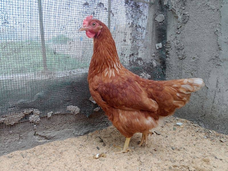 Lohman Egg Laying hens 10