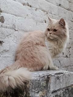 1 year old male beautiful Persian cat