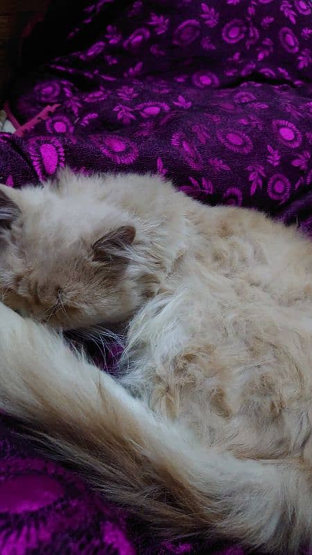 1 year old male beautiful Persian cat 2