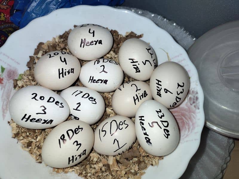 Heera aseel chicks & eggs 0