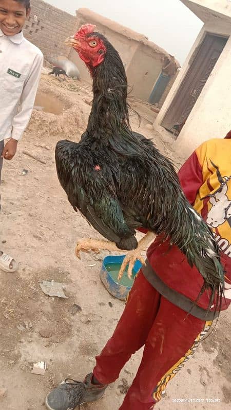 Adeel birds market 0