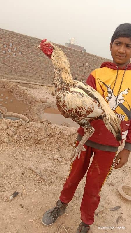 Adeel birds market 1