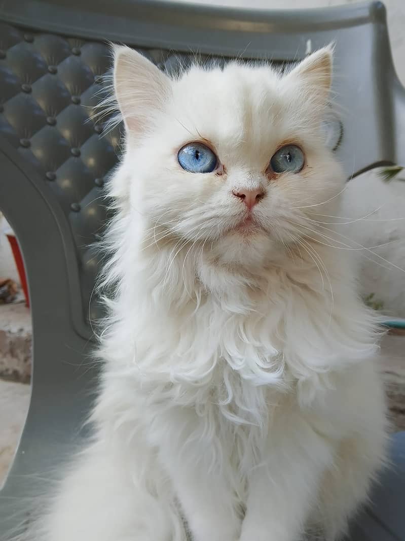 Blue Eyes Persion cat 0