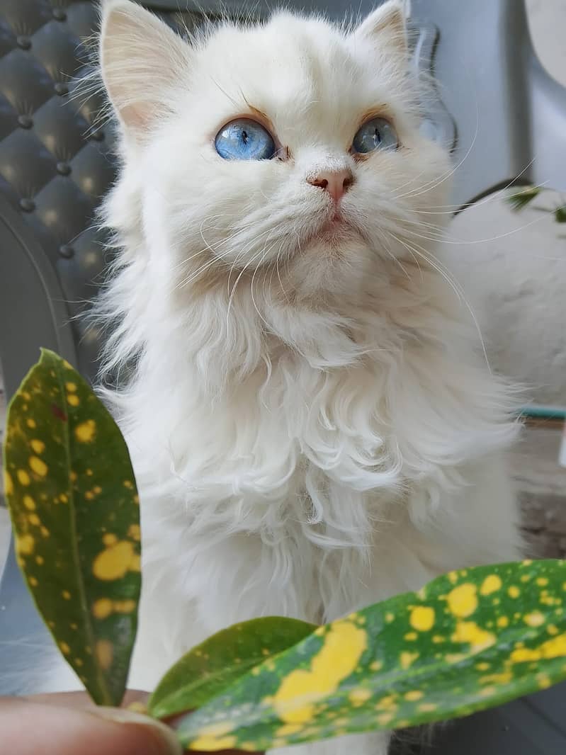 Blue Eyes Persion cat 1