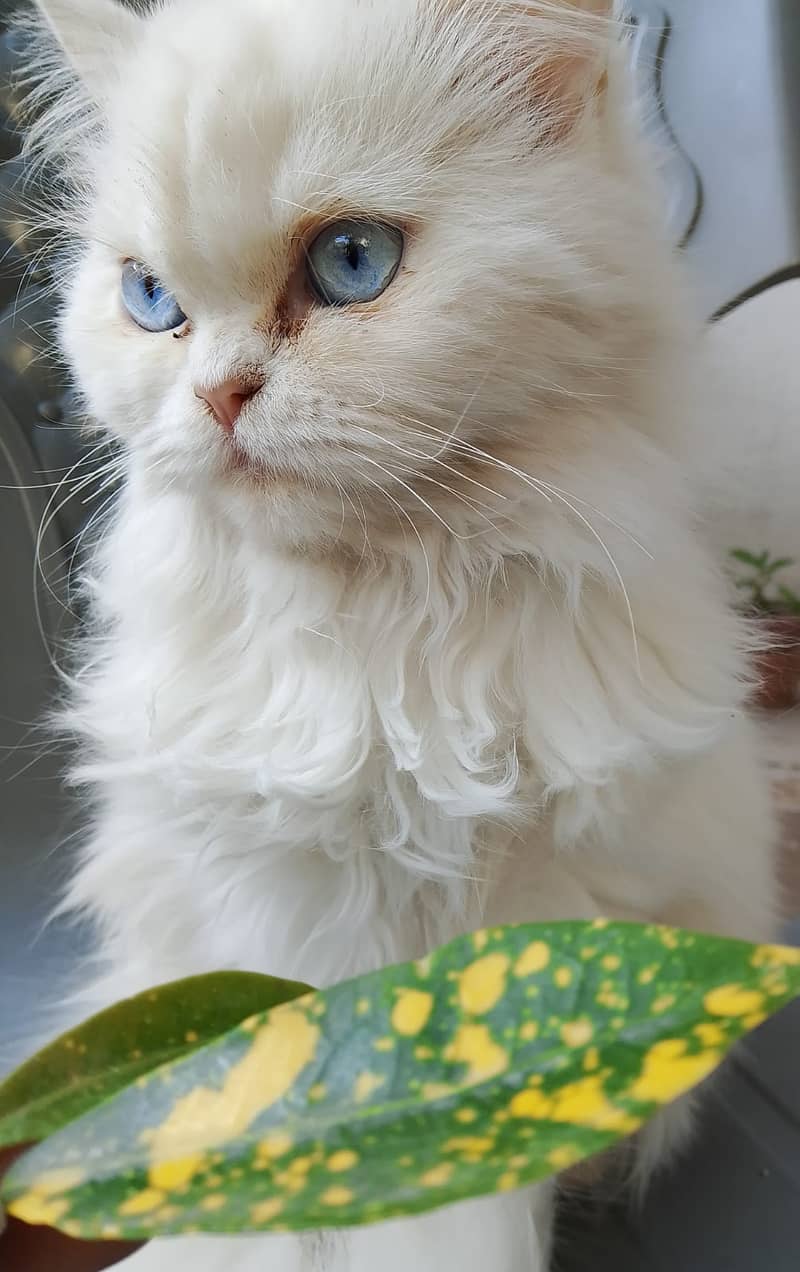 Blue Eyes Persion cat 3