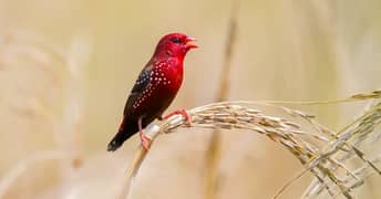 stawberry finch available for sale 1500 peice 3000 pair