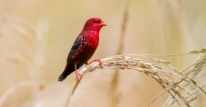 strawberry finch available for sale 1250 peice 2500 pair 1