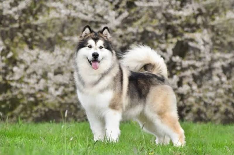 Siberian Husky Male Adult 0