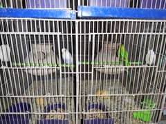 Budgies whole setup for sale