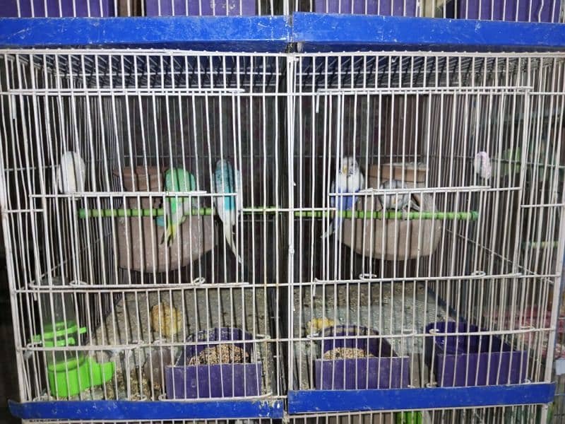 Budgies whole setup for sale 1