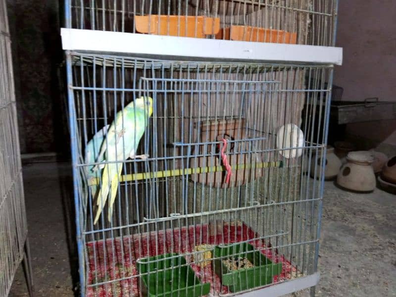 Budgies whole setup for sale 2