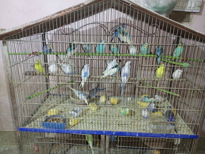 Budgies whole setup for sale 3