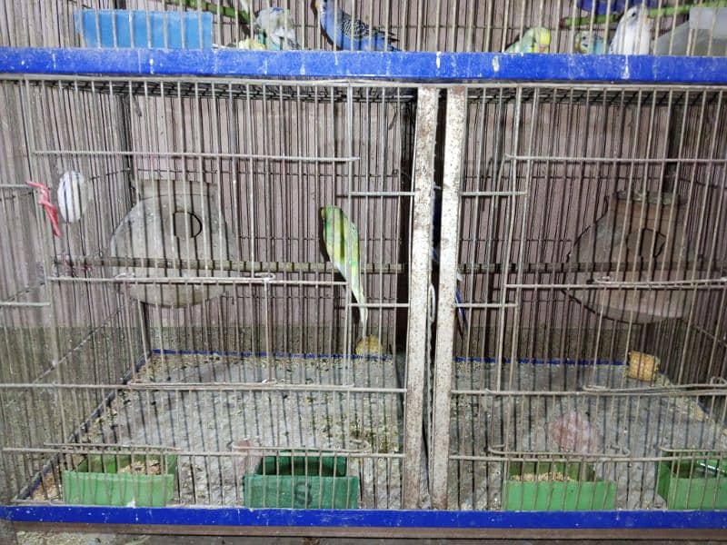 Budgies whole setup for sale 4