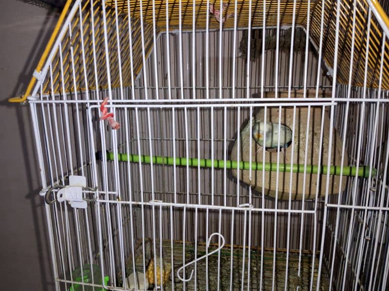 Budgies whole setup for sale 6