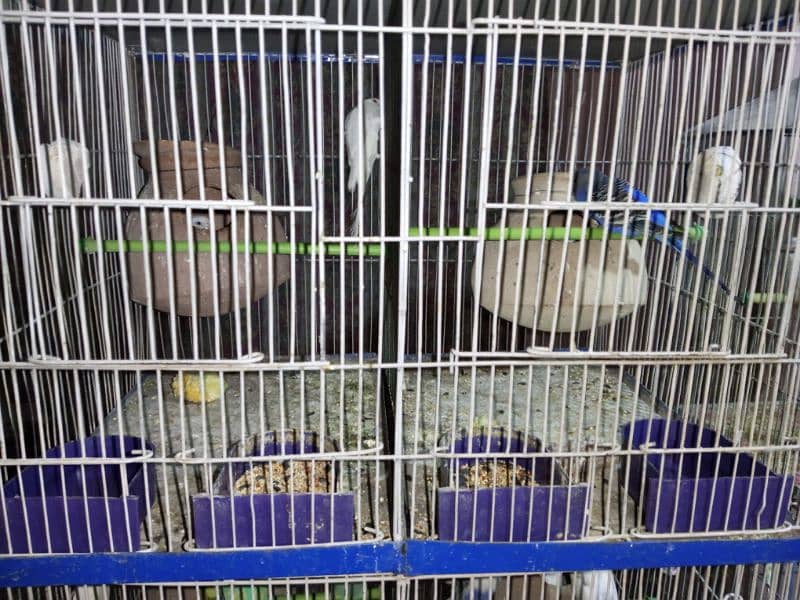 Budgies whole setup for sale 7