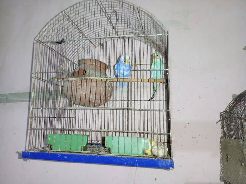 Budgies whole setup for sale 8