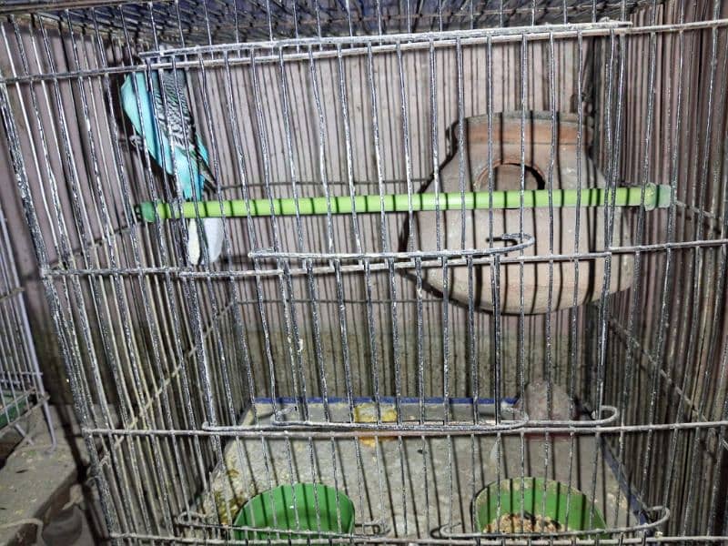 Budgies whole setup for sale 9