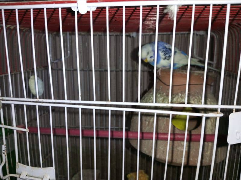 Budgies whole setup for sale 10