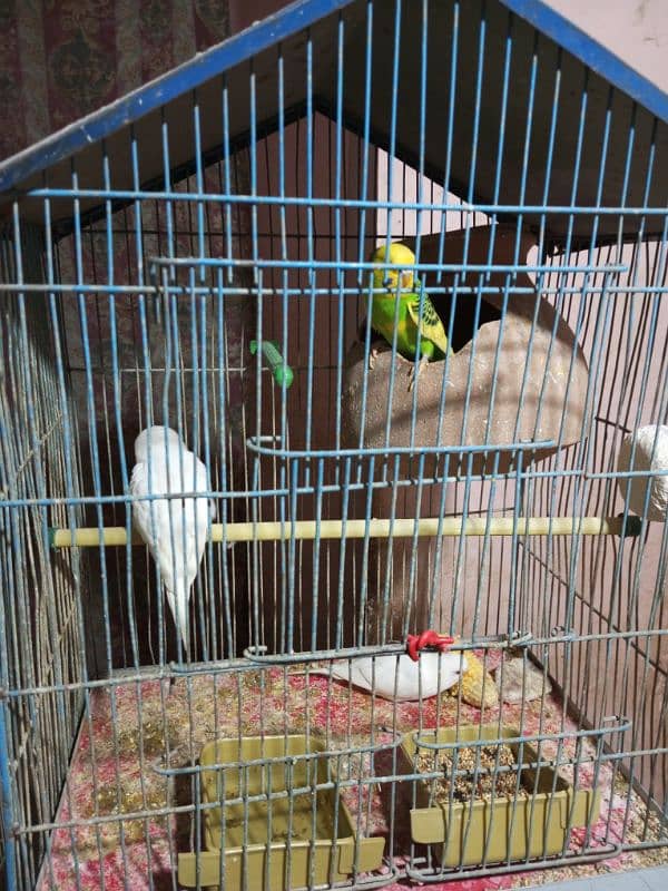 Budgies whole setup for sale 12