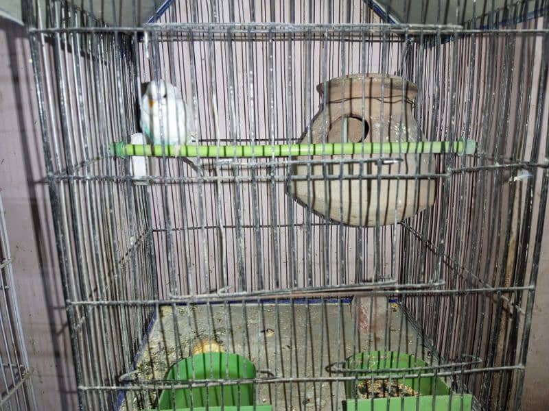 Budgies whole setup for sale 13